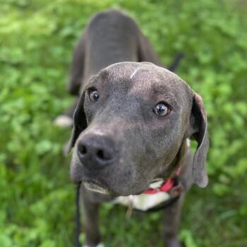 Nom Nom -  Mixed Breed and Pit Bull Terrier Dog for Adoption in St. Peters, Missouri - Nom Nom | PetCurious