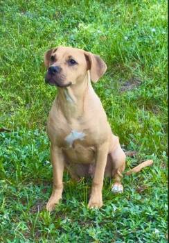 Rescue Black Mouth Cur and Yellow Labrador Retriever Dogs for Adoption in Palm City, Florida - Simba | PetCurious