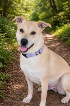 Retriever and Yellow Labrador Retriever Dogs Available for Adoption - Goldie | PetCurious