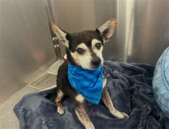 MONTGOMERY -  Chihuahua Dog for Adoption in Tustin, California - MONTGOMERY | PetCurious