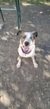 Rescue Catahoula Leopard Dog Dogs for Adoption in Pomfret, Connecticut - Vibe | PetCurious