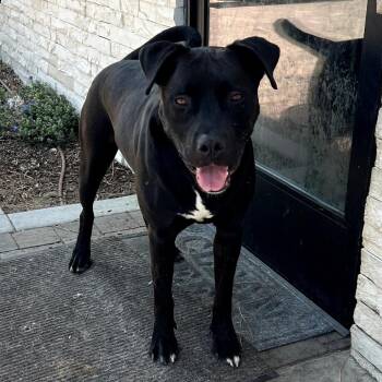 Riley (C000-321) - Chino Hills Location -  Mastiff and Mixed Breed Dog for Adoption in Chino Hills, California - Riley (C000-321) - Chino Hills Location | PetCurious