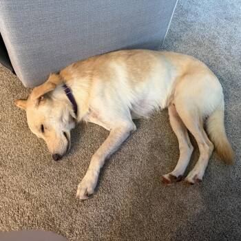Hunter -  Retriever Dog for Adoption in Oswego, Illinois - Hunter | PetCurious