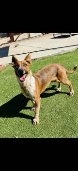 Rescue Mixed Breed Dogs for Adoption in Pumpkin Center, California - Dexter | PetCurious