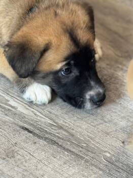 Labrador Retriever Dogs Available for Adoption in San Diego, California - Rosie