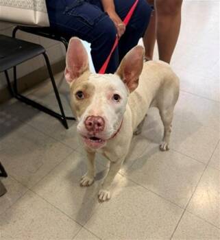 ABILINE -  Pit Bull Terrier and Mixed Breed Dog for Adoption - ABILINE | PetCurious