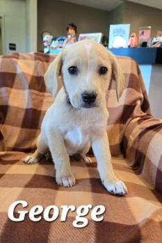 George Yrly 385 -  Labrador Retriever Dog for Adoption in Sidney, Ohio - George Yrly 385 | PetCurious