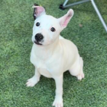 Pit Bull Terrier Dogs Available for Adoption - Cinnamon A2255660 | PetCurious