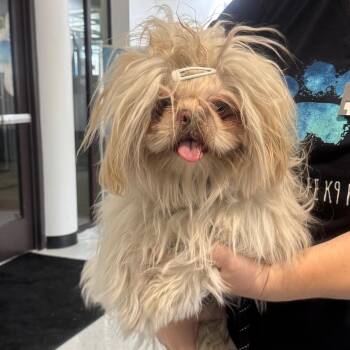 Rico A2286940 -  Pekingese Dog for Adoption in Los Angeles, California - Rico A2286940 | PetCurious