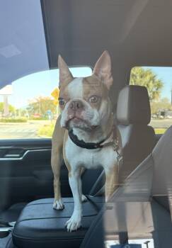 Boston Terrier Dogs Available for Adoption - Alvin Simon Theodore - AKA Simon - Tampa FL | PetCurious