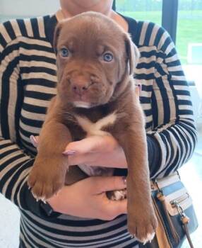 Mixed Breed Dogs Available for Adoption in Kansas City, Missouri - Bradley | PetCurious