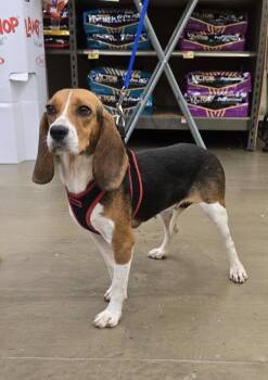 Thelma -  Beagle Dog for Adoption in Newport, Kentucky - Thelma | PetCurious