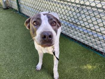English Pointer Dogs Available for Adoption - Sprinkles | PetCurious