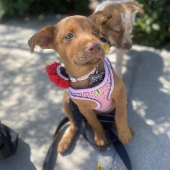 Brie -  Cattle Dog and Terrier Dog for Adoption in Escondido, California - Brie | PetCurious