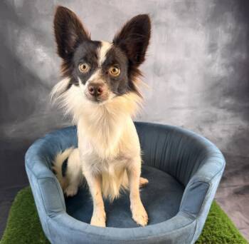 Echo -  Papillon Dog for Adoption in Garland, Texas - Echo | PetCurious