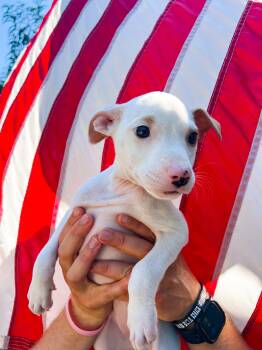 Rescue Mixed Breed Dogs for Adoption in Charleston, South Carolina - Ginny | PetCurious