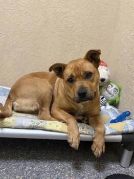 Rescue Mixed Breed Dogs for Adoption in Winchester, Virginia - Dimples | PetCurious