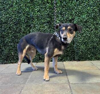 61519009 -  Chihuahua and Dachshund Dog for Adoption in El Paso, Texas - 61519009 | PetCurious
