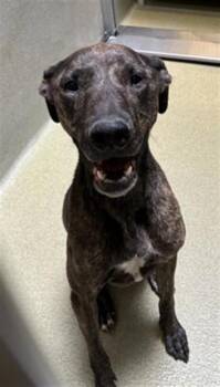 A779921 -  Belgian Shepherd Malinois Dog for Adoption in Rancho Cucamonga, California - A779921 | PetCurious