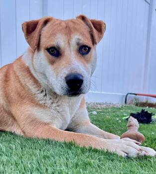Rescue Yellow Labrador Retriever and Siberian Husky Dogs for Adoption in Pumpkin Center, California - Coco | PetCurious