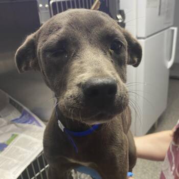 Arnold Palmer -  Labrador Retriever and Mixed Breed Dog for Adoption in Hattiesburg, Mississippi - Arnold Palmer | PetCurious