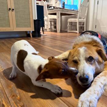 Beth -  Mixed Breed Dog for Adoption in Gainesville, Florida - Beth | PetCurious