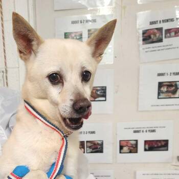 Terrier and Shepherd Dogs Available for Adoption in Edinburg, Texas - Cody | PetCurious