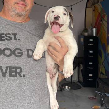 Monday -  Mixed Breed Dog for Adoption in Frederiksted, St. Croix - Monday | PetCurious