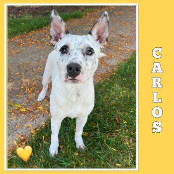 Rescue Australian Cattle Dog Blue Heeler Dogs for Adoption in Mokena, Illinois - Carlos | PetCurious