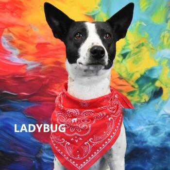 LadyBug -  Mixed Breed Dog for Adoption in Yuma, Arizona - LadyBug | PetCurious