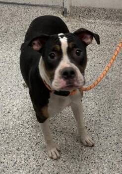 Preston -  Pit Bull Terrier and Mixed Breed Dog for Adoption in Kansas City, Missouri - Preston | PetCurious