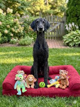 Colt -  Poodle and Labrador Retriever Dog for Adoption in St. Augustine, Florida - Colt | PetCurious
