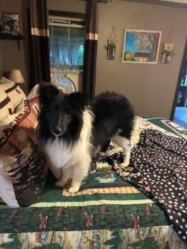 Shetland Sheepdog Sheltie Dogs Available for Adoption in Vale, North Carolina - Shelby | PetCurious
