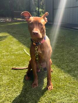 Levi -  Mixed Breed Dog for Adoption in Raleigh, North Carolina - Levi | PetCurious