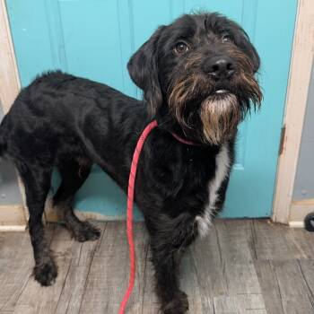 Rescue German Wirehaired Pointer Dogs for Adoption in Jefferson City, Tennessee - Winston | PetCurious