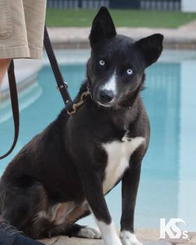 Thalia -  Husky and Australian Kelpie Dog Available for Adoption - Thalia | PetCurious