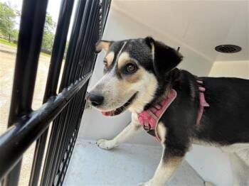 Siberian Husky and Labrador Retriever Dogs Available for Adoption in Houston, Texas - A656919 | PetCurious