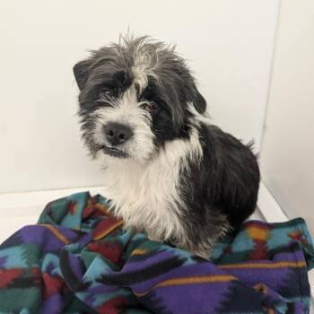 Taffy -  Wirehaired Terrier Dog for Adoption in St. Augustine, Florida - Taffy | PetCurious