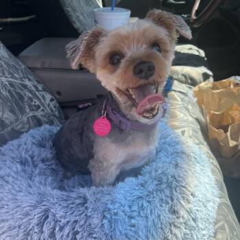 Princess Poppy -  Yorkshire Terrier Dog for Adoption in Merritt Island, Florida - Princess Poppy | PetCurious