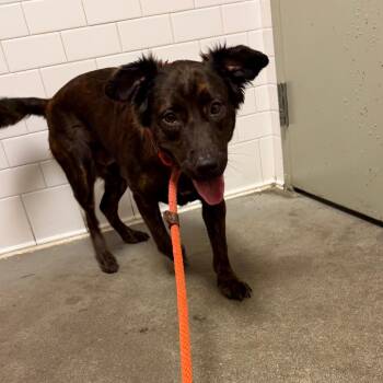 Arrietty -  Mixed Breed Dog for Adoption in Pittsburgh, Pennsylvania - Arrietty | PetCurious