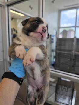 Pit Bull Terrier Dogs Available for Adoption in San Antonio, Texas - CHASITY | PetCurious
