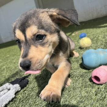 OCEANA 6194 -  Labrador Retriever and Mixed Breed Dog for Adoption in Loxahatchee Groves, Florida - OCEANA 6194 | PetCurious