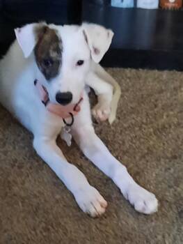 Hannah -  Terrier Dog for Adoption in Minneapolis, Minnesota - Hannah | PetCurious