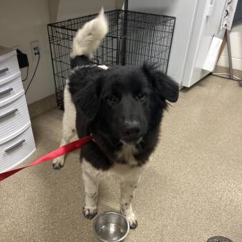 Rescue Newfoundland Dog Dogs for Adoption in League City, Texas - Drako | PetCurious