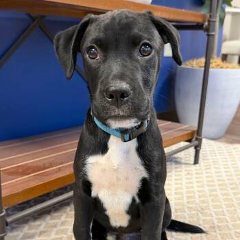 Ryder -  Boxer and Labrador Retriever Dog for Adoption in Glocester, Rhode Island - Ryder | PetCurious