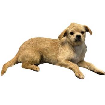 Ted -  Terrier Dog for Adoption in Red Bluff, California - Ted | PetCurious