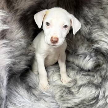 Spaniel and Labrador Retriever Dogs Available for Adoption in San Diego, California - Garibaldi | PetCurious