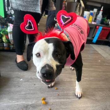 Pit Bull Terrier Dogs Available for Adoption in Rochester, New York - Kaiya: Adopt Or Forever Foster | PetCurious