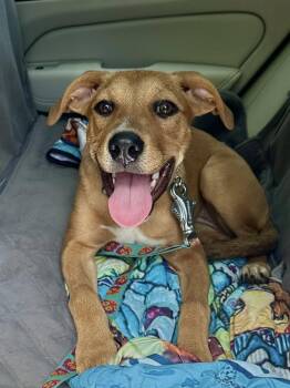 Rescue American Staffordshire Terrier and Great Pyrenees Dogs for Adoption in Alpharetta, Georgia - ANITA | PetCurious