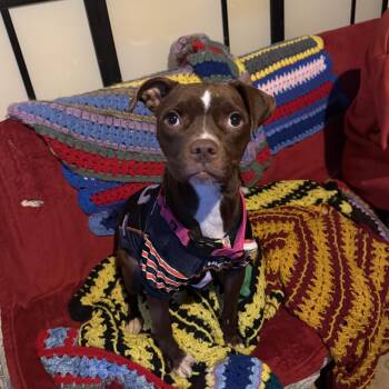 American Staffordshire Terrier and Pit Bull Terrier Dogs Available for Adoption - Lenox  | PetCurious